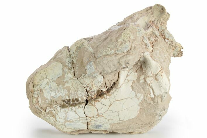 Bargain, Fossil Oreodont (Eporeodon) Skull - South Dakota #249266